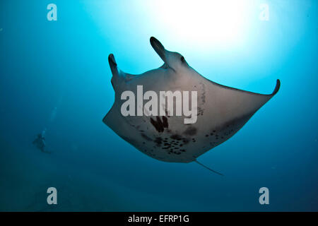 Eine Küste Mantarochen (Manta Alfredi) gleitet elegant über das Riff vor der Küste von Kona, Hawaii Stockfoto