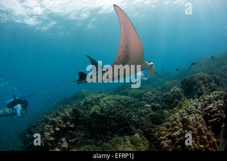 Eine Küste Mantarochen (Manta Alfredi) gleitet elegant über das Riff vor der Küste von Kona, Hawaii Stockfoto