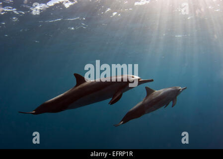 Ein hawaiische Spinner Delfin (Stenella Longirostris) vergeht in Kailua Bay an der Kona-Küste von Big Island, Hawaii. Stockfoto