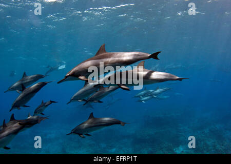 Ein hawaiische Spinner Delfin (Stenella Longirostris) vergeht in Kailua Bay an der Kona-Küste von Big Island, Hawaii. Stockfoto