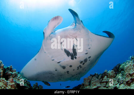 Eine Küste Mantarochen (Manta Alfredi) gleitet elegant über das Riff vor der Küste von Kona, Hawaii Stockfoto