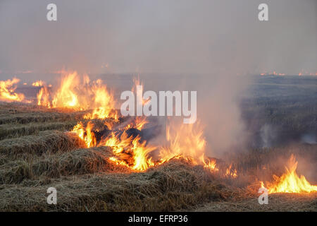brennen, die unverantwortlich Wahl get rid of Reis Feld Stoppeln Stockfoto