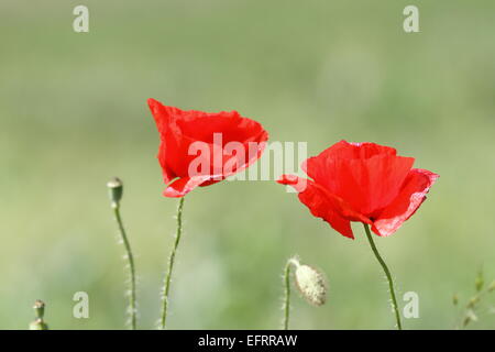 schöne rote Mohn Blumen (Papaver Rhoeas) in den Wind, über grün aus Fokus Hintergrund Stockfoto