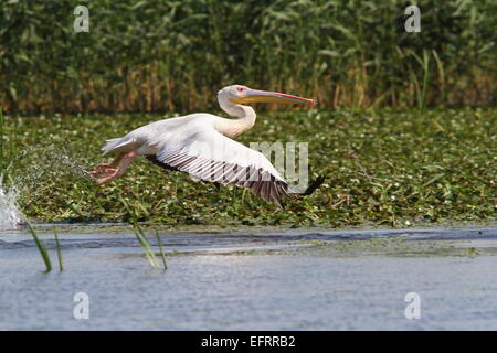 großer Pelikan (Pelecanus Onocrotalus) während des Fluges an der Musura Bucht, Donaudelta Stockfoto