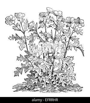 Viktorianische Gravur einer Prickly Poppy oder Argemone. Digital restaurierten Bild aus einem Mitte des 19. Jahrhundert Enzyklopädie. Stockfoto