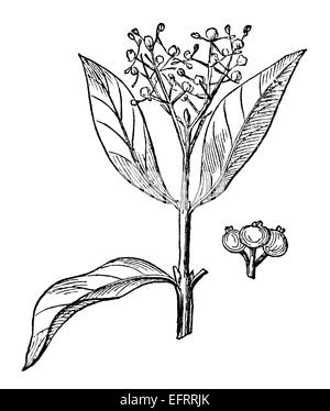 Viktorianische Gravieren von Piment digital restaurierte Bild aus eine mid-19th Jahrhundert Enzyklopädie. Stockfoto