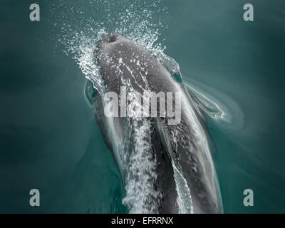 Isländische weißen Schnabel Delphin, [Lagenorhynchus Albirostris], Wasser, bei Kolgrafafjorour, drei-Viertel-Makro zu brechen Stockfoto