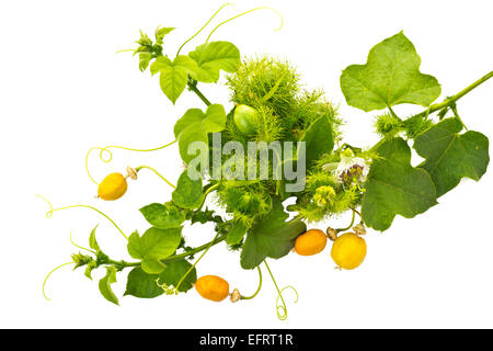 Rebe der Passiflora Foetida L mit seiner Blüte und Frucht auf weißem Hintergrund Stockfoto