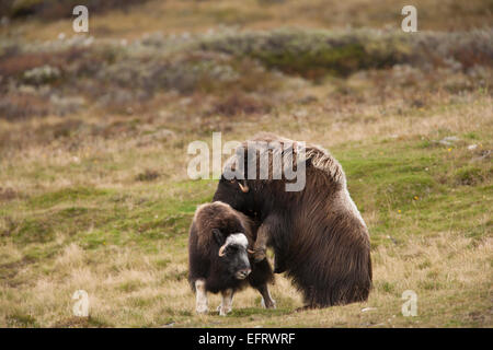 Bull Moschusochsen versucht Paarung mit einer Kuh Stockfoto