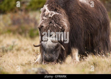 Bull Moschusochsen Fütterung Stockfoto