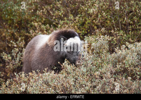 Kuh Moschusochsen Fütterung auf wollige Weide Stockfoto