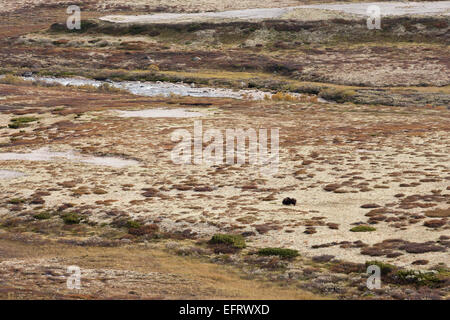 Moschusochsen Bull in Bergtundra, Stockfoto