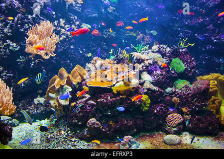 Unterwasser-Leben. Korallenriffe, Fische, bunte Pflanzen im Ozean Stockfoto