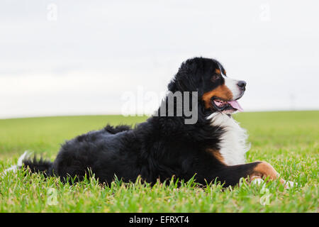 Berner Sennenhund auf dem Rasen liegen. Erwachsene, reinrassige. Ganzkörper-Ansicht Stockfoto