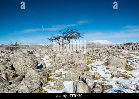 Weißdorn-Baum auf Souther Skalen Kalkstein Bürgersteige mit Wherside im Blick Stockfoto