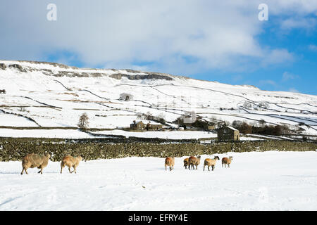 Schafe im Schnee in den Yorkshire Dales Stockfoto