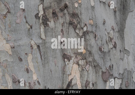 Die Nahaufnahme von Ahorn (Ebenen) Rinde. Stockfoto