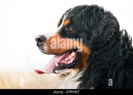 Berner Sennenhund Porträt. Erwachsene, reinrassige. Kopfporträt Stockfoto