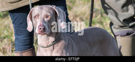 Ein Weimaraner-Hund, die eine funktionierende Jagdhund Rasse als auch ein guter Familienhund, aus Deutschland ist Stockfoto