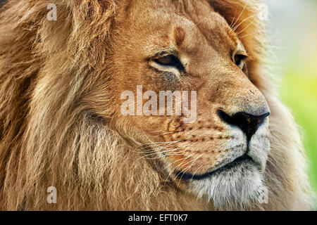 Löwen-Portrait auf Savanne, Safari. Große Erwachsene Löwe mit reichen Mähne. Stockfoto