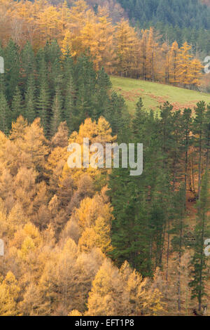 Herbst in Arantzazu, Baskenland Stockfoto