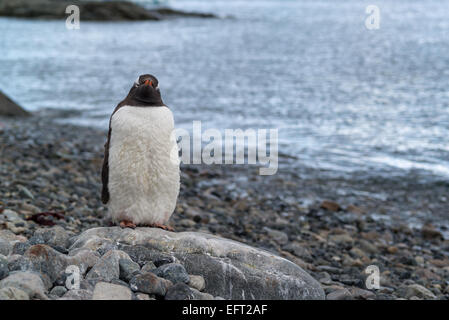 Gentoo Penguin (Pygoscelis Papua) Vorbereitung zu mausern, Cuverville Island, Antarktis Stockfoto