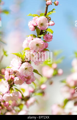 Prunus Serrulata oder japanische Kirsche in voller Blüte Stockfoto