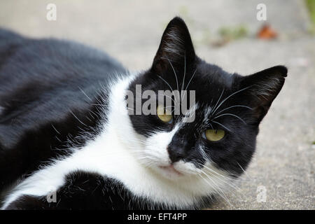 Black And White cat Stockfoto