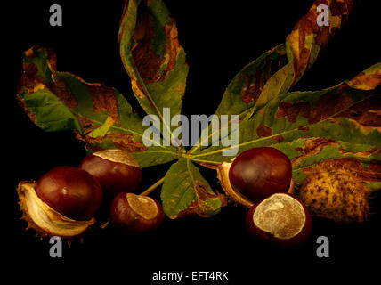 Rosskastanie Blätter und conkers Stockfoto