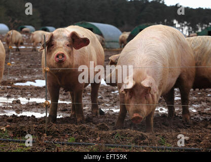 Zwei Schweine in einem Feld in Norfolk, Großbritannien. Stockfoto