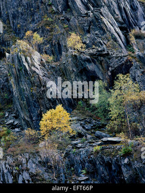 Herbstlaub auf Lärchen und Birken Jungbäume in Ballachulish Schiefer Steinbruch, Glencoe, Lochaber Stockfoto