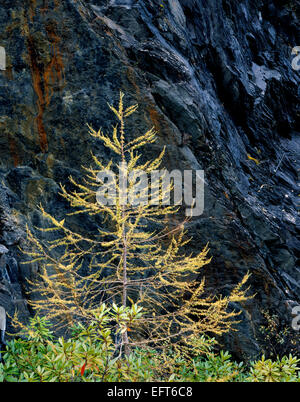Herbstlaub auf einer jungen Lärche in Ballachulish Schiefer Steinbruch, Glencoe, Lochaber Stockfoto