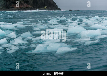 Gletschereis schweben bei Punkt Wild auf Nord Küste von Elephant Island, in der Süd-Shetland-Inseln der Antarktis Stockfoto