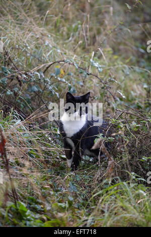 Black And White cat Stockfoto