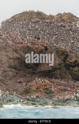 Punkt-Wild auf Nord Küste von Elephant Island, in der Süd-Shetland-Inseln der Antarktis Stockfoto