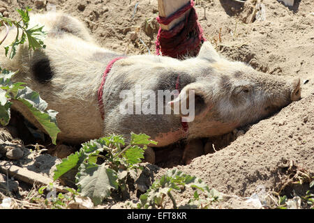 Ein Schwein suhlen im Schlamm auf einem Bauernhof in Cotacachi, Ecuador Stockfoto