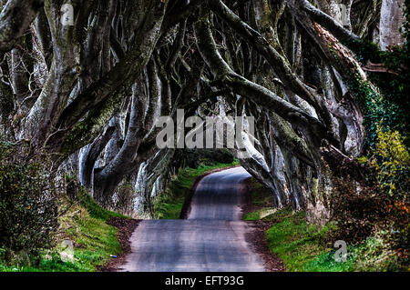 Die dunklen Hecken am Stranocum, Standort für eine Reihe von Szenen in Game of Thrones. Stockfoto