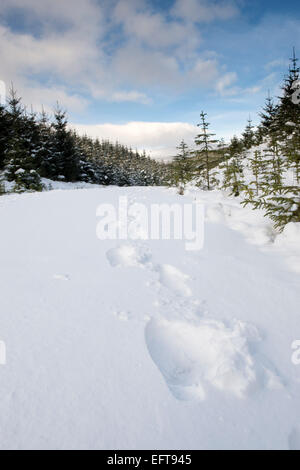 Fußspuren im tiefen Schnee in den Verschneiten schottische Landschaft. Scottsih Grenzen, Schottland Stockfoto