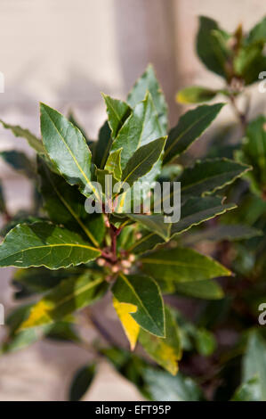 Nahaufnahme von Lorbeerblättern auf bush Stockfoto