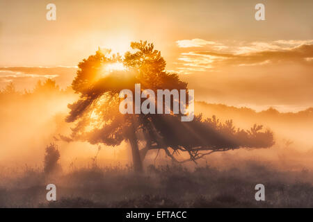 Die Kraft der Natur. Morgensonne scheint durch einen Baum mit hell goldenen Strahlen des Sonnenlichts auf ein Herbstmorgen mit Nebel. Stockfoto