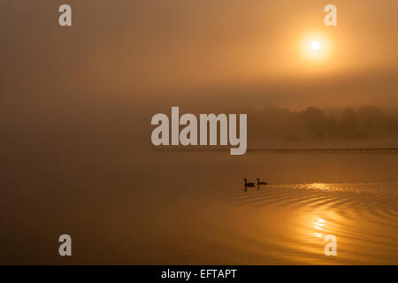 Ein romantischer Herbstmorgen mit goldenem Licht scheint durch die Nebel und Gänse schwimmen auf dem See mit der Sonne reflektieren. Stockfoto