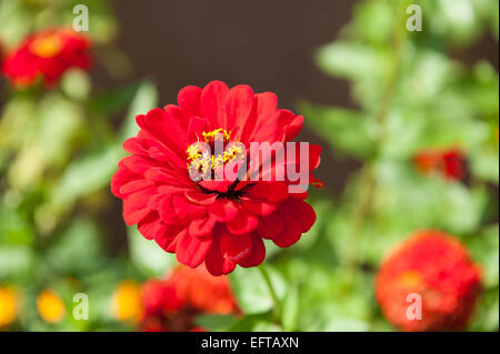 Rote einzelne Zinnien blühen im Spätsommer Stockfoto