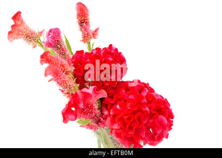 Rote Blume, Hahnenkamm oder chinesischen Wolle Blume (Celosia Argentea), isoliert auf weißem Hintergrund Stockfoto