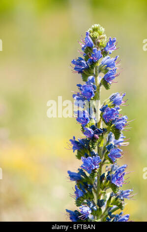 Echium Vulgare blau Unkraut blühende Pflanze Stockfoto