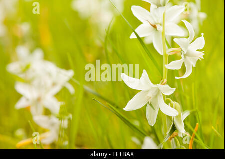 Weiße Ornithogalum Nutans ziemlich Blüte im Frühjahr Stockfoto