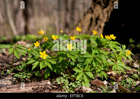 Anemone Ranunculoides gelbe Blüte Stockfoto