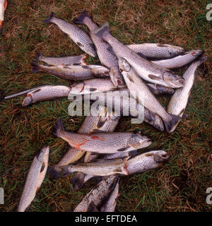 Saibling oder Forelle frisch gefangen, Island Stockfoto
