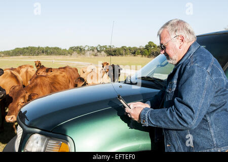Cattleman ist mit seinen Kühen auf der Weide.  Er arbeitet mit einer Tablette. Stockfoto