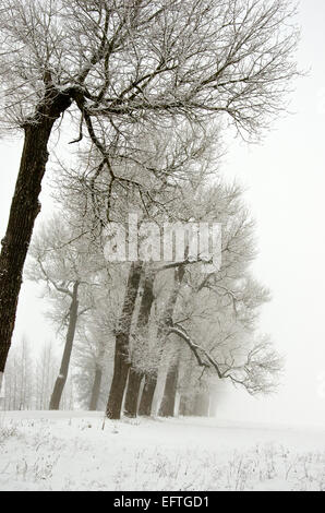 winterliche Landschaft mit alten Straße Baum Gasse und Morgen Nebel Stockfoto