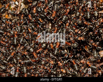 Hunderte von europäischen roten Waldameisen (Formica Polyctena) kriecht auf einem Ameisenhaufen in der ersten Sonne des frühen Frühling. Stockfoto